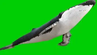 green screen real whale || chromakey || whale animation || copyrightfree