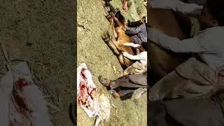 How to Make Eid ul Azha 1st Day Qurbani Memorable