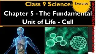 Exercise questions| Fundamental unit of life| science| biology