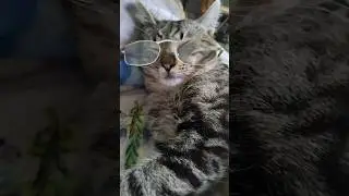 коте волгуша.