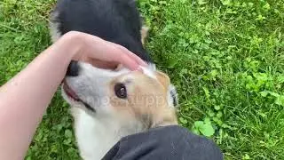 Щенки Вельш Корги пемброк