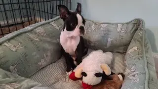 Mugsy is playing
