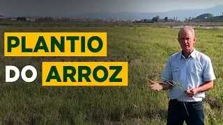 PRINCIPAIS ETAPAS DO PLANTIO DE ARROZ