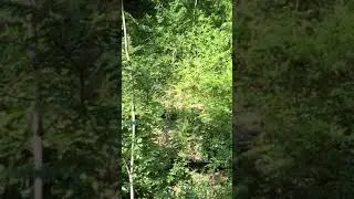 Coyote Pups - East Dallas