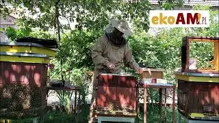 Relax padczas pracy w pasiece- zmniejszanie gniazd przed zimowaniem rodzin pszczelich.