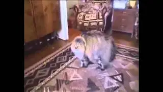 Топ 5  Говорящие животные