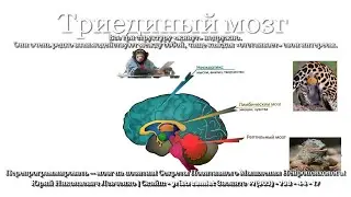 Лимбическая Система Мозга и материализация нарративов в жизни