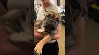 This pup did not let the cactus win!