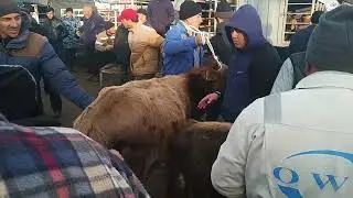 Андижон вилояти Коргонтепа хайвон бозори Факат сотилганлари 26.11.2023