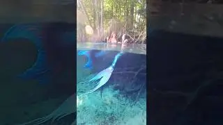 Playful mermaids laughing at the surface! 