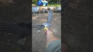 A Bird in The HAND is Worth Two in The BUSH #camping #wildlife #shorts