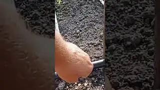 помидоры япония кс