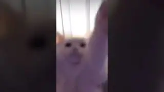 #cute #kittty #funny #funnyanimals #cat