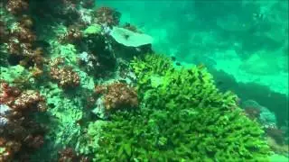 Snorkeling At Koh Lipe