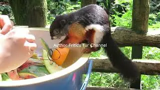 Compilation : Сute monkeys & other animals in the Singapore Zoo