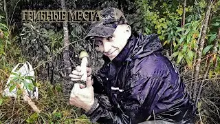 ГРИБНОЙ СЕЗОН 2021