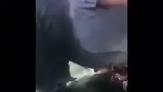 Голубь уснул на машине