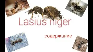 Lasius niger содержание