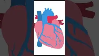 Key Anatomical Details for TGA Surgery #Shorts #echocardiography #ultrasound #pediatrics