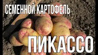 🥔Семенной картофель Пикассо 