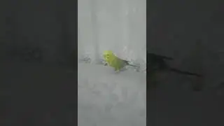 muhabbet kusu cicikus apocum askim