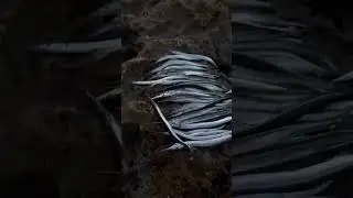 Сегодня был отрыв по Саргану! 15.10.2023!!!