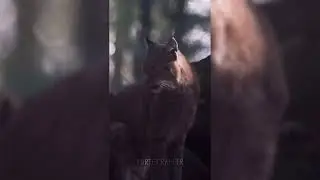 Chimpanzee VS Eurasian Lynx