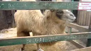 Верблюд