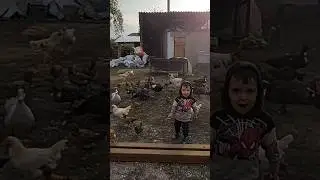 Вся птица на выгуле🦆🐥🐓🐔
