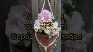 🌺А петунии все цветут!Середина сентября🍂 