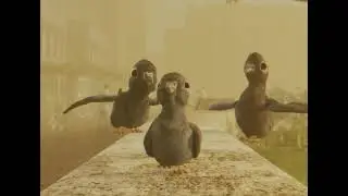 pigeon mafia