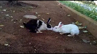 cute rabbits in the park
