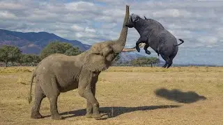 Batalhas de Animais Surpreendentes Gravadas Em Vídeo