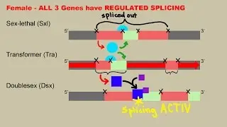 Drosophila Sex Determination - Including mRNA Splicing Explanation