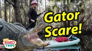 Road Trip! Gator Incident Occurs | Kayaking & SUP Shingle Creek Regional Park