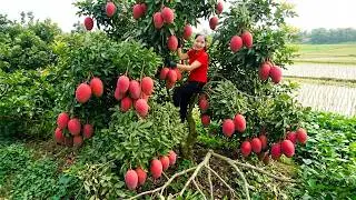 Harvesting 1000+ Rare Red Mangoes To Sell At Market, Sweet Mango Sticky Rice | Han Harvesting
