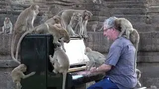 CUTE Animals Playing Piano