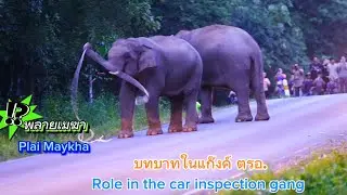 Ep 518  พลายเมฆา บทบาทในแก๊งค์ ตรอ.#เขาใหญ่#forestelephant #animals #wildlife #ช้าง #new #travel