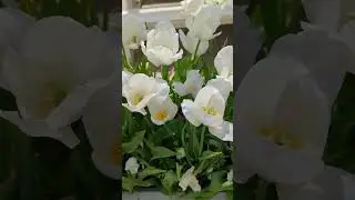 Tulips blooming at Magnolia Market Silo's in Waco Tx
