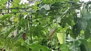 Deep Raining #Raining sounds #deep sleeping #birds sound. Live sounds #musicmodel live raining.