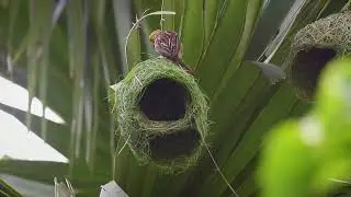 Nature's Aviary Engineers at work🏗️🐦 