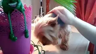 Моя ливистона