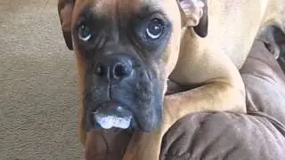 Our Boxer Charlie in Trouble