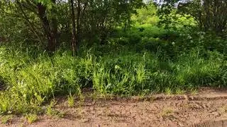 Relax noise nature Morning Birdsong in the forest / раннее утро на природе(2)