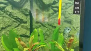Opaline Gourami Male or Female?