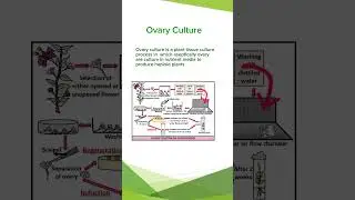 Ovary Culture in Plant Tissue Culture| Hindi/Urdu #conceptsofbotany #ovary