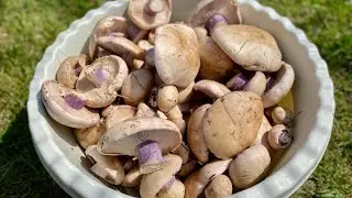 Bluelegs Mushroom Trip! Great Mushroom Catch 04/15/2021
