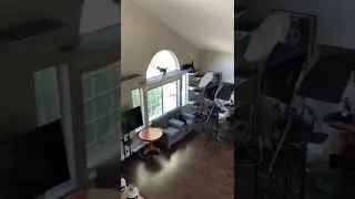 Cats are crazy animals.