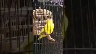 burung lovebirds gacor full  panjang