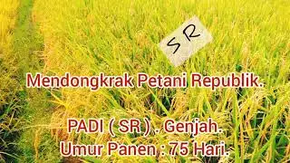 Mendongkrak Petani Republik , Padi SR genjah . 75 Hari panen